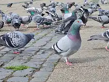Stadttaubenschwarm auf dem Bahnhofsplatz in Vegesack