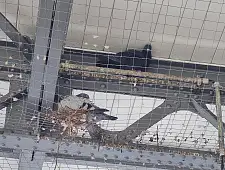 Stadttauben brüten in Abwehrnetzen über einem Bahnsteig