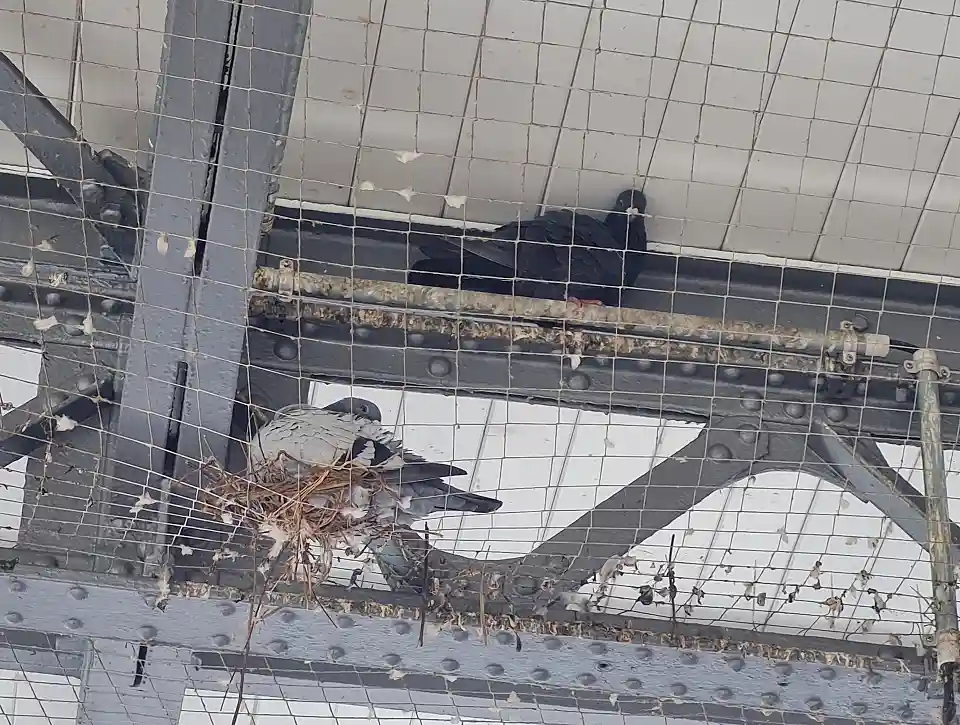 Stadttauben brüten in Abwehrnetzen über einem Bahnsteig