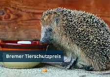 Igel