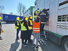 Tierärzte und die Polizei kontrollieren einen Tiertransporter