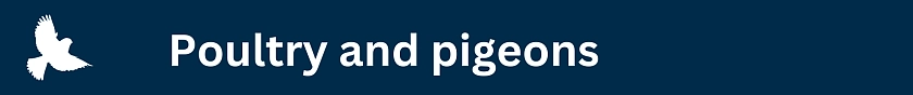 Poultry and pigeons