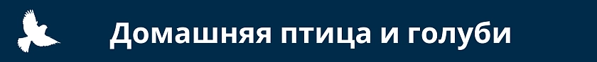 Домашняя птица и голуби
