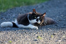 Eine schwarz-weiße Katze liegt entspannt, aber aufmerksam auf einem Weg