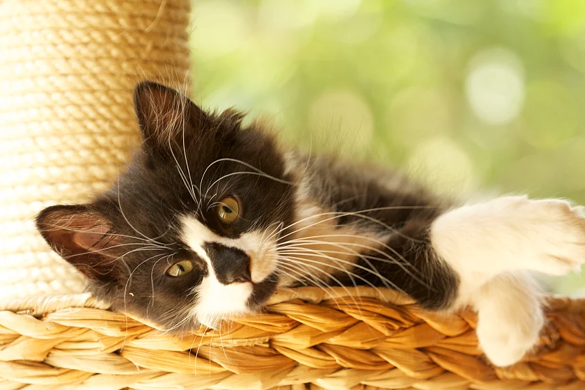 Eine schwarz-weiße Katze liegt entspannt in ihrem Körbchen und schaut den Betrachter an.