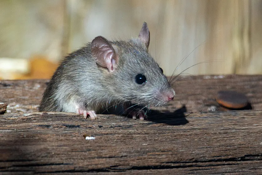Ratte