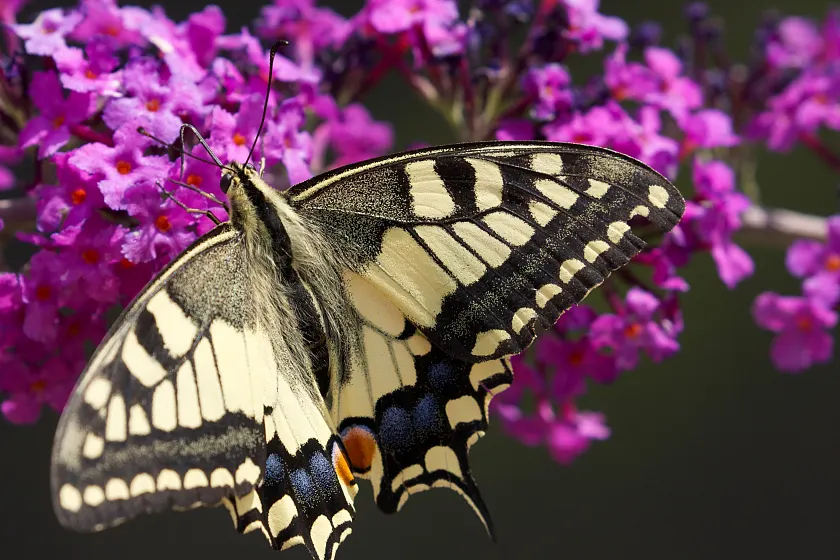 Ein Schwalbenschwanz auf einer Blüte des Sommerflieders