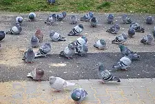 Ein ruhender Stadttaubenschwarm