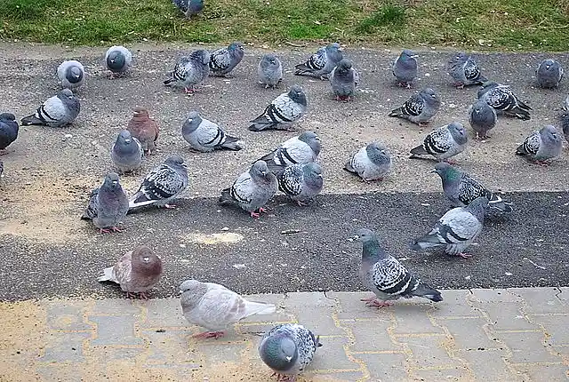 Ein ruhender Stadttaubenschwarm