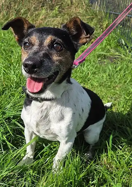 Jack Russel Terrier