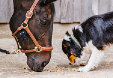 Pferdekopf und Hund stehen sich gegenüber und schnüffeln auf dem Boden