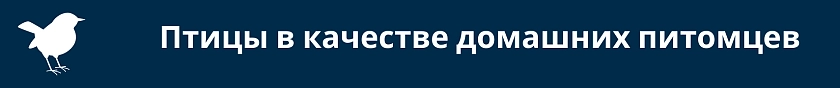 Птицы в качестве домашних питомцев