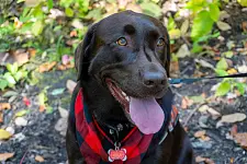 Brauner Labrador mit heraushängender Zunge
