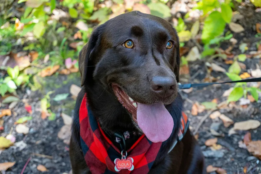 Brauner Labrador mit heraushängender Zunge