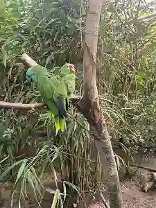 Zwei Amazonen auf einem Ast