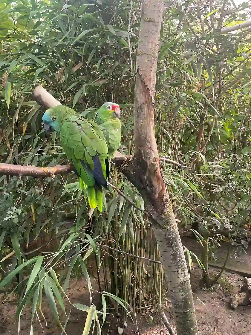 Zwei Amazonen auf einem Ast