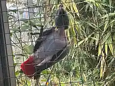 Graupapagei mit zerstörtem Gefieder