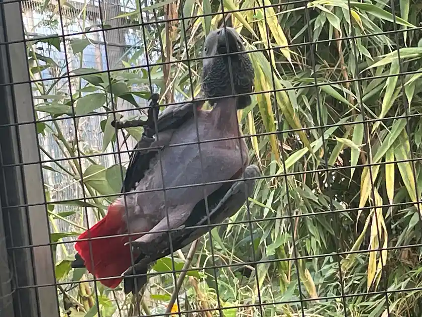 Graupapagei mit zerstörtem Gefieder