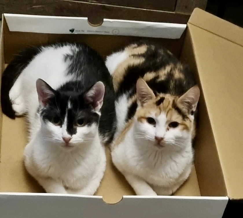 eine schwarz-weiße Katze und eine Glückskatze sitzen zusammen in einem offenen Karton