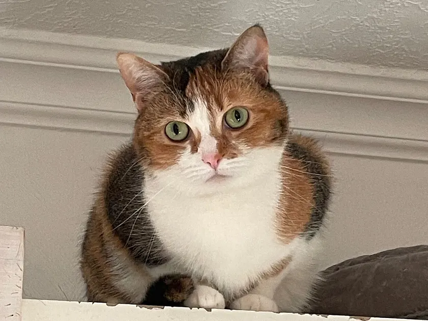 eine dreifarbige Katze schaut in die Kamera