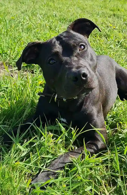 ein dunkelbrauner Pitbull schaut freundlich in die Kamera