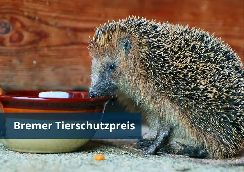 Igel am Futternapf