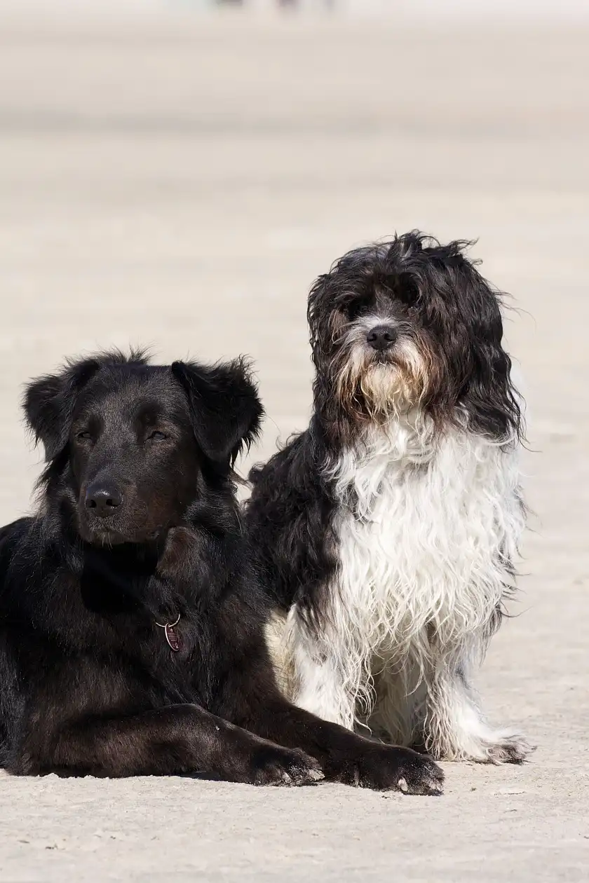 Zwei Hunde.