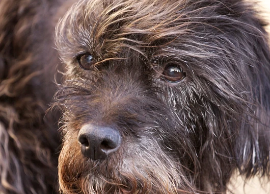 Ein schwarzer Hund, der treu in die Kamera schaut