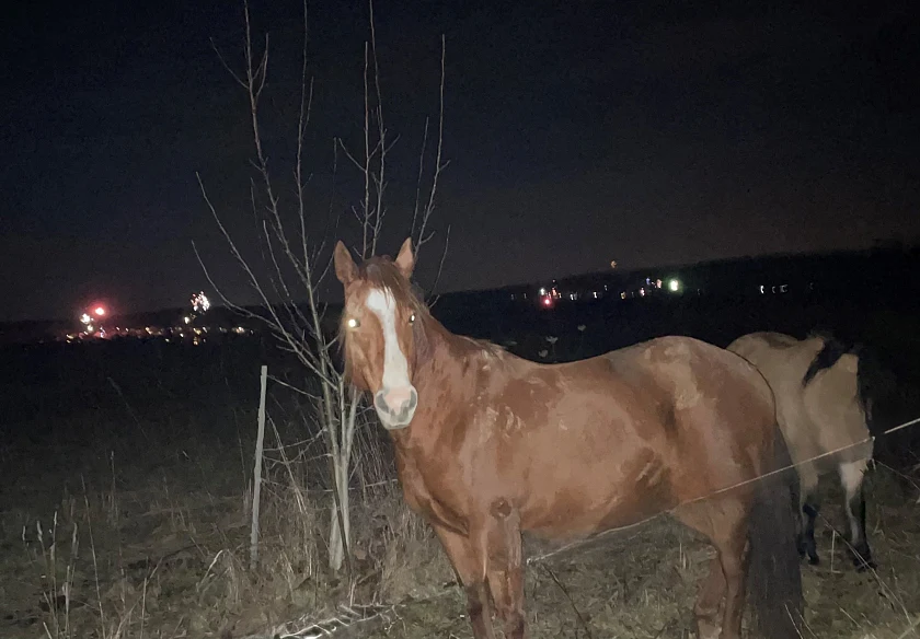 Ein Pferd auf einer Weide. Im Hintergrund sind Silvesterraketen am Himmel zu sehen