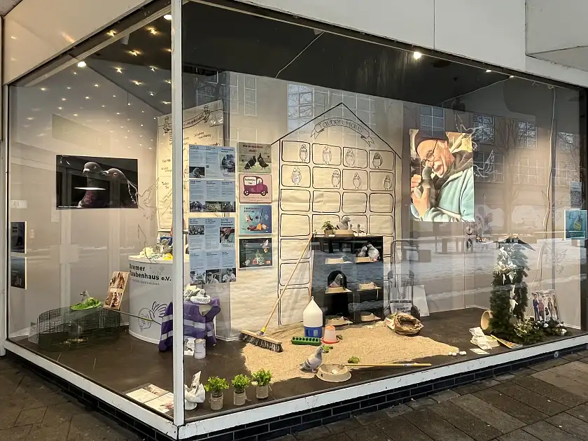 Dekoriertes Schaufenster mit Taubeninfos