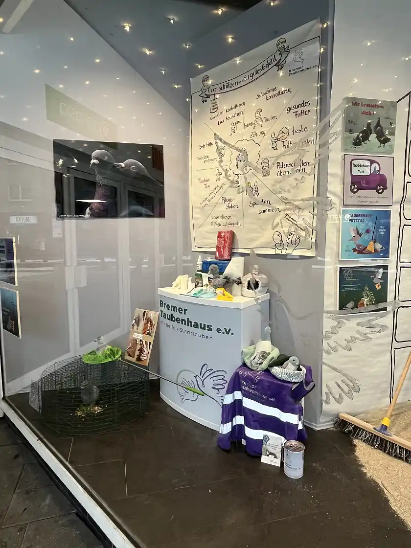Schaufensterdekoration mit Taubeninfos