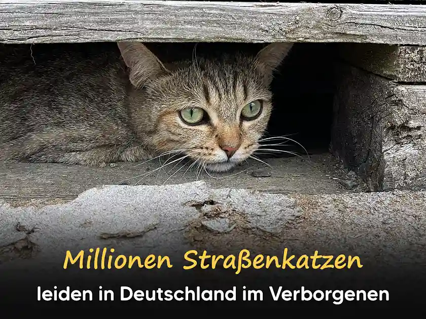 Eine braun getigerte Katze schaut aus ihrem Unterschlupf