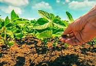 Eine Hand greift nach Pflanzen.