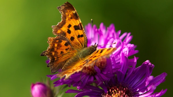 Schmetterling (C-Falter) auf violetter Blüte