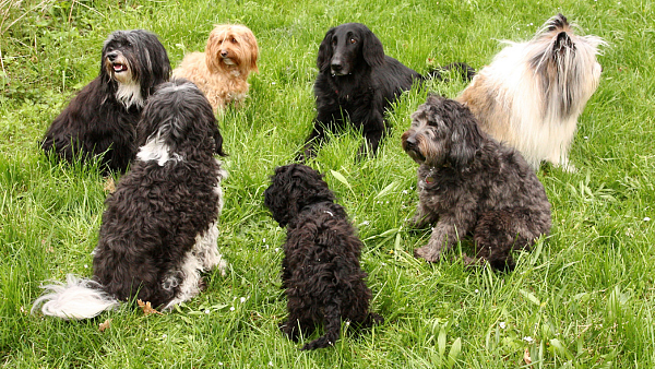 Sieben Hunde sitzen im Kreis auf einer Wiese